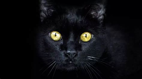 What Does Cat Night Vision Look Like? (Explained)