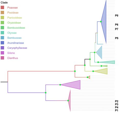 Phylogenetic Tree Based On Combined Cytoplasmic Sequence Data Using Download Scientific Diagram