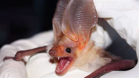 When Sonar Doesnt Cut It These Bats Crawl To Hunt Prey Mental Floss