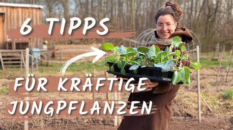 Mit diesen 6 Tipps bekommst du gesunde und starke Gemüse Jungpflanzen