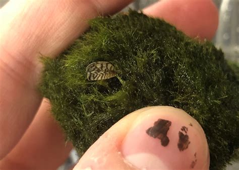 Invasive Species Zebra Mussels Found in Moss Balls - Keeping Fish