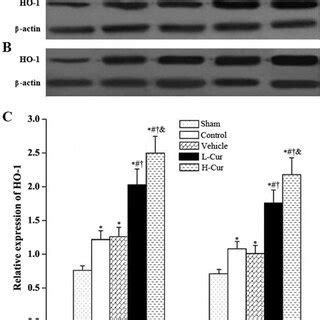 Effects Of Curcumin On The Expression Of HO 1 Proteins HO 1 Proteins