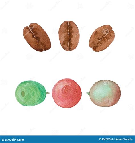 Brown Coffee Bean Illustration Watercolor Hand Drawing Collection Of