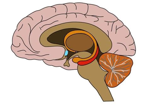 Know Your Brain: Preoptic Area