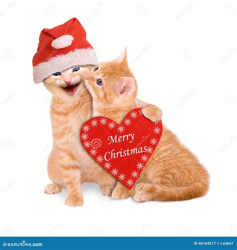 Two Cats With Santa Hat Wishing Merry Christmas Isolated Stock Image