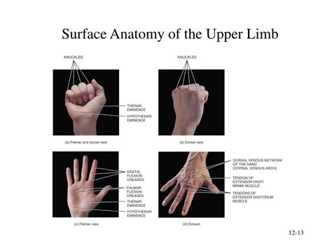 Knuckle Anatomy Surface