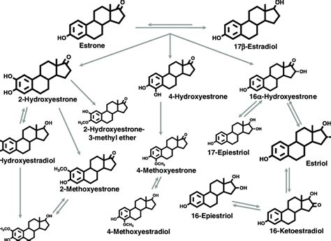 Pathways Of Endogenous Estrogen Metabolism The Size Of The Chemical