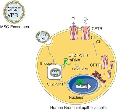 Underlying Mechanism Of MSCCFZFVRP Exosome Mediated Activation CFTR