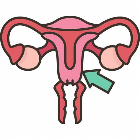 Uterus Ovary Female Reproductive Gynecology Icon Download On