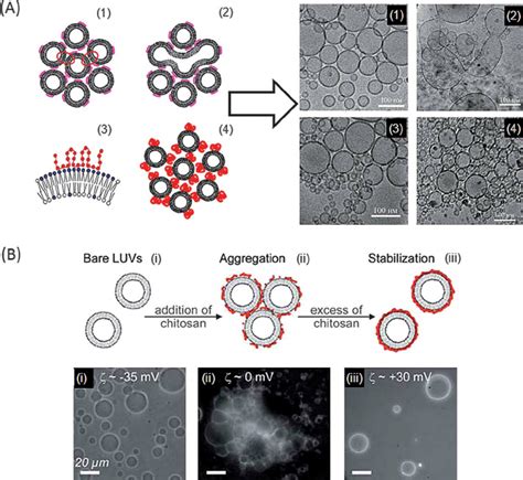 (A) Schematic illustration and the corresponding cryo-TEM images of the ...