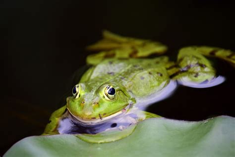 3D Frog You Will Need A Pair Of Anaglyph Glasses To View It In 3D