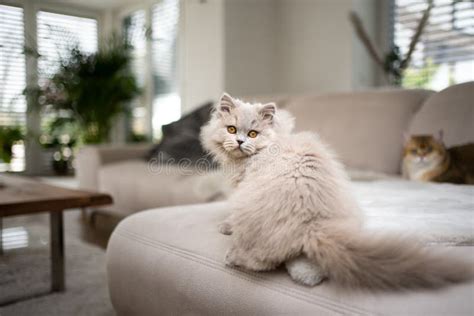 Cute Fluffy Cat Sitting On Sofa In Modern Living Room Looking Over