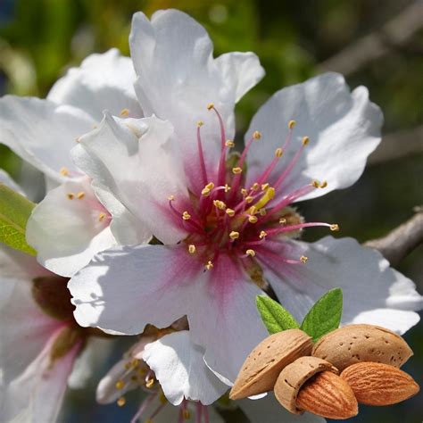 Prunus Dulcis Flowering Almond Tree Free UK Delivery Over 50