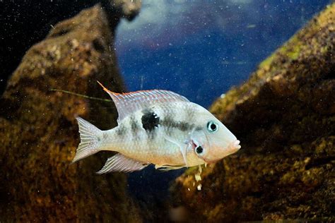 Fundo Belos Peixes No Aqu Rio Peixes Beleza Ex Tica Foto E Imagem Para