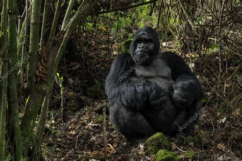 Gorilas de montaña Gorilla beringei simio grande popular en peligro