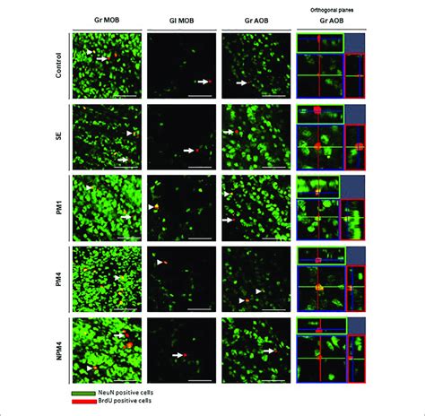 Representative Photomicrographs Of Brdu Neun Cells In The Granular