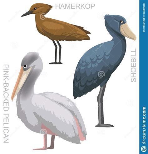 Cute Bird Pelican Shoebill Stork Hamerkop Set Cartoon Vector Stock Vector - Illustration of ...