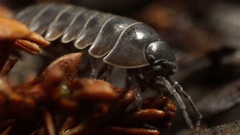 Pill Bugs Emerged From The Sea To Conquer The Earth Pbs News