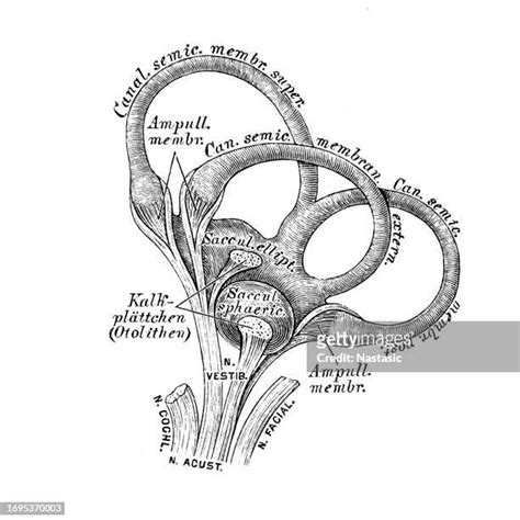 47 Membranous Labyrinth Stock Photos, High-Res Pictures, and Images - Getty Images