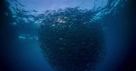 Voyage Of Time Il Nuovo Trailer Esclusivo Del Film Di Terrence Malick