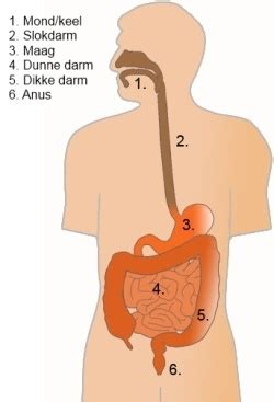 Ziekte Van Crohn Morbus Crohn Aandoeningen Gezondheidsplein Nl