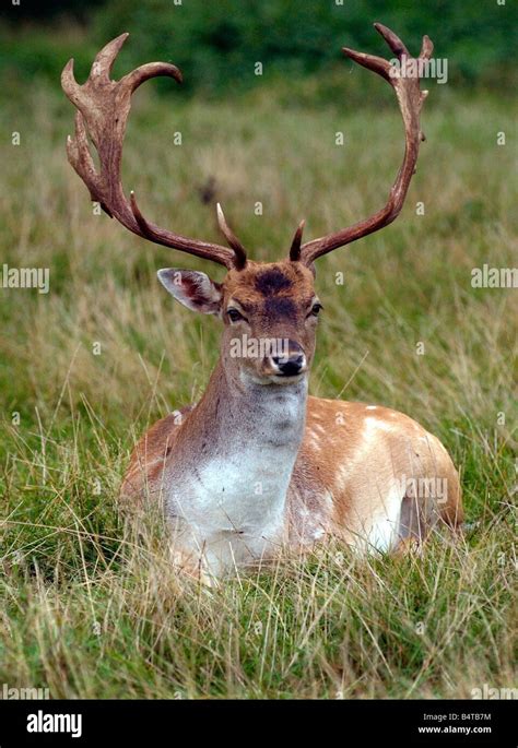 Charlecote Park Farm Warwickshire Fallow deer Stock Photo - Alamy