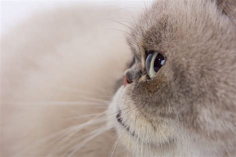 Gato Mirada Gris Mullido Mascota Fondo De Pantalla Hd Smartresize