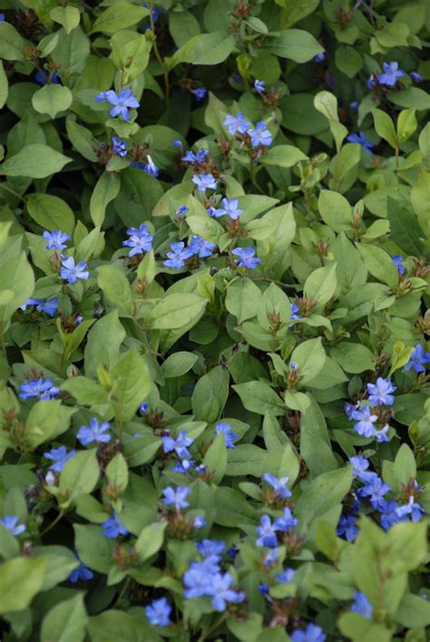 Ceratostigma plumbaginoides | Stonehouse Nursery