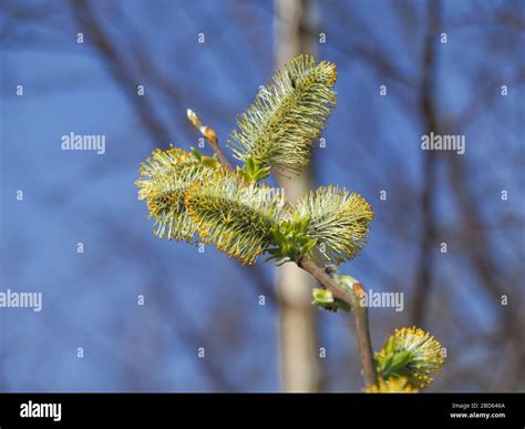 Newly Opened Yellow Salix Pussy Willow Flowers On A Tree Branch In