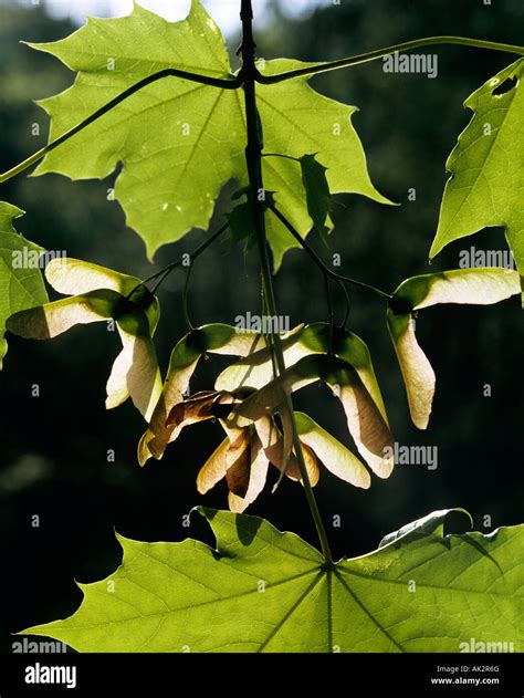 Frutas De Sicomoro Fotograf As E Im Genes De Alta Resoluci N Alamy