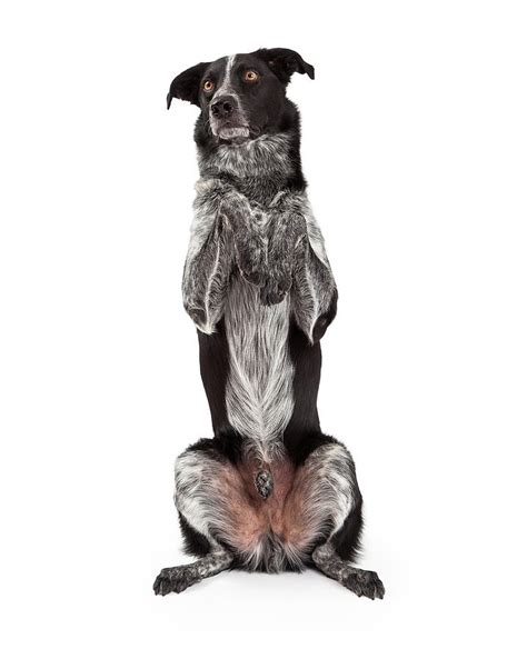 Border Collie Sitting Paws Up Photograph By Good Focused Fine Art America