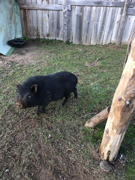 La ferme dEllia une bulle de bien être Bien en Périgord