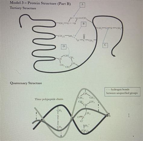 Model 3 Protein Structure Part B Tertiary Chegg