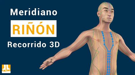 El meridiano del Riñón Recorrido 3D punto a punto YouTube