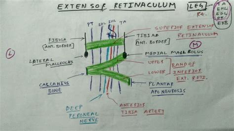 Extensor Retinaculum of Leg | Lower Limb Anatomy | TCML Anatomy - YouTube