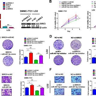 Circankrd Promoted Hcc Cell Proliferation And Invasion In Vitro And