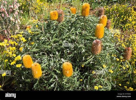 Native Australian Plants Stock Photo - Alamy