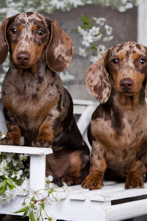 Dachshund puppy brown tan merle color and spring flower #dachshund ...