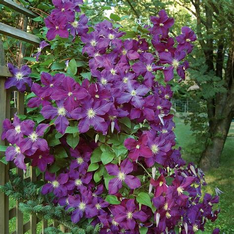 Clematis Flower Care And How To Grow It Gardenfrontier