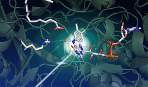 Fatty Acid Enzyme Found With Potential Biofuel Applications