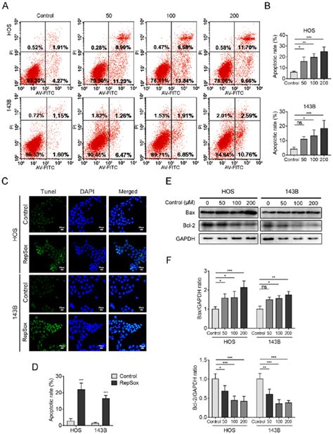 Repsox Promotes Osteosarcoma Cell Apoptosis A Hos And B Cells