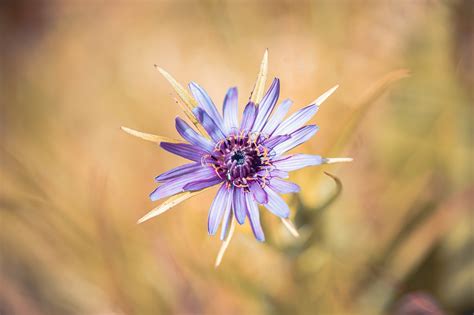 Salsify Flower Plant Tragopogon - Free photo on Pixabay - Pixabay