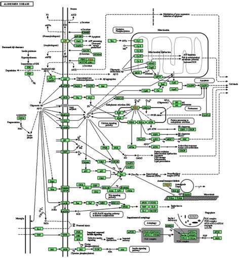 Pathway analysis: The differentially expressed genes (DEGs, 25,000 ...