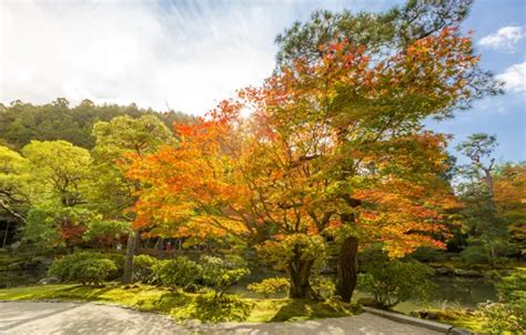 Wallpaper Autumn Forest Leaves Trees Park Colorful Forest