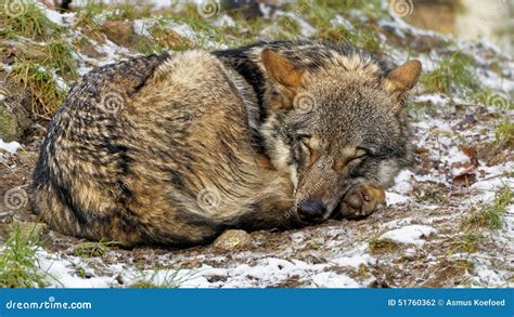 Cute Curled Up Sleeping Wolf Stock Photo Image Of Snowy Sleeping