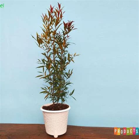 Jual Discount Tanaman Pucuk Merah Tinggi 60 Cm Syzygium Oleana 60 Cm