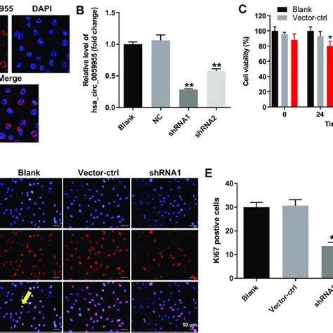 Downregulation Of Hsa Circ 0059955 Inhibited Proliferation Of NP Cells