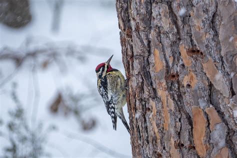 Specht Vogel Baum Kostenloses Foto Auf Pixabay