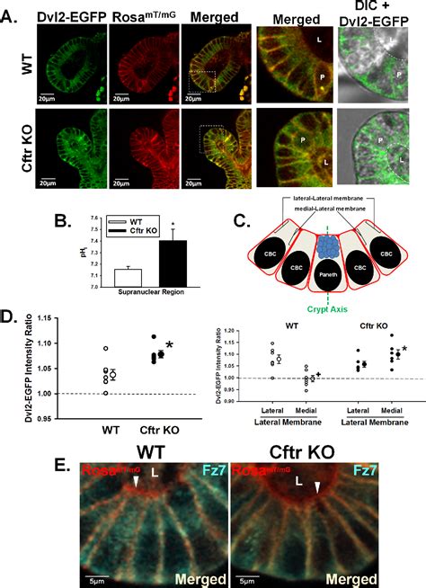 Figure 4 From Cftr Modulates Wnt Catenin Signaling And Stem Cell Proliferation In Murine