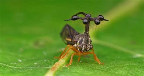 The Kaikaiga Gaga Is A Genus And A Species Of A Treehopper Discovered Recently Found By A Phd